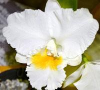 <i>Rhyncholaeliocattleya</i> Redland White Out