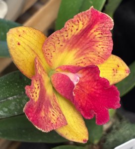 Cattleya Candy Sparks-Katherine Clarkson