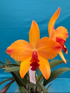 <i>Cattlianthe</i> Miracle of Mine