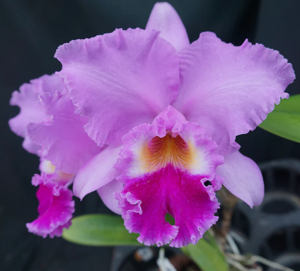 Cattleya Mami Akatsuka
