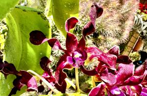 <i>Dendrobium</i> Magenta's Plum Twist