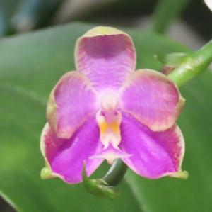 Phalaenopsis Palace Reef
