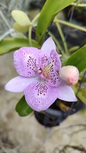 Caulocattleya Chantilly Lace