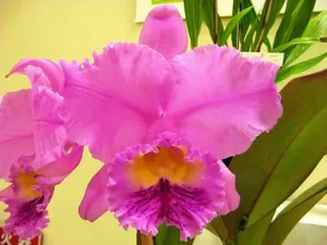 <i>Rhyncholaeliocattleya</i> Spring Dawn