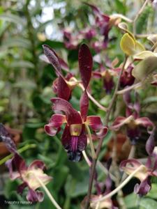 Dendrobium Black Viper