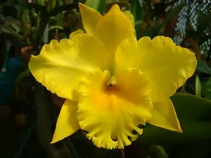 <i>Rhyncholaeliocattleya</i> Royal Taffeta