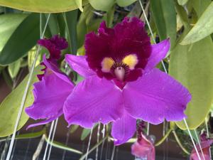 Rhyncholaeliocattleya Anna Saeki