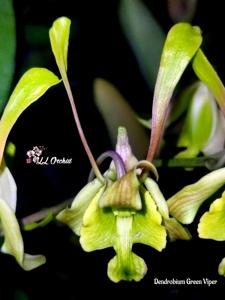 Dendrobium Green Viper