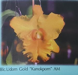 Rhyncholaeliocattleya Udom Gold