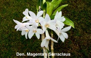 Dendrobium Magenta's Serraclaus