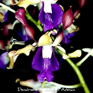 Dendrobium Jamilah Adenan