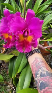 Rhyncholaeliocattleya King of Taiwan