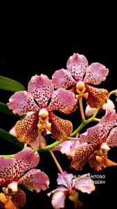 Vanda D S Santoso