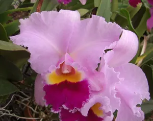 Rhyncholaeliocattleya Mishima Essence