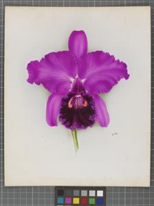 <i>Cattleya</i> Gothaurea