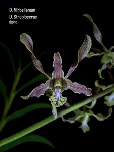 <i>Dendrobium</i> Minotauro