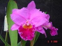 Cattleya Al Rolf