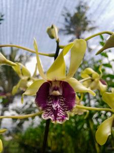 Dendrobium Edfrans Charming
