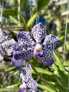 Vanda Omar Padron