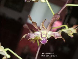 Dendrobium QF Tiny Touch