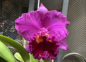 Rhyncholaeliocattleya Keesha Sharp - Larenn Nan Bèl