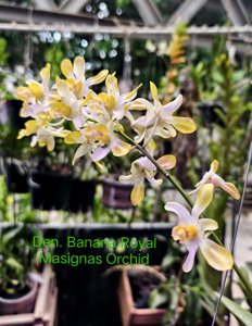Dendrobium Banana Royal