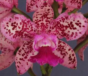 Cattleya Deception Dark Desire