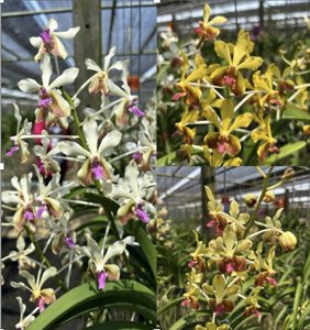 <i>Vanda</i> Suwannaphum Piece of Mind