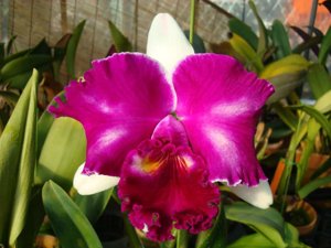 Cattleya White Spark