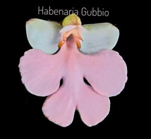 <i>Habenaria</i> Gubbio