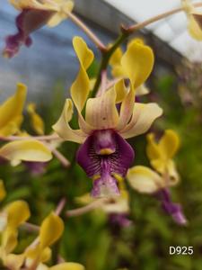 Dendrobium Weny Respatie