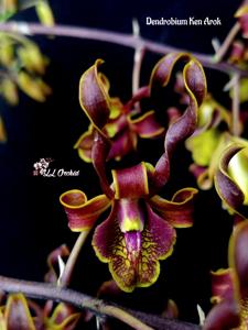 Dendrobium Ken Arok