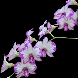 Dendrobium Enobi Purple