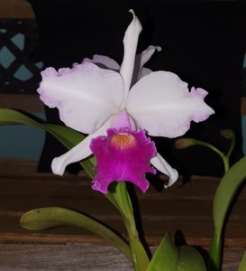 Cattleya Marcia Foster