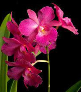 Cattleytonia Jill Sidran