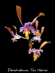 Dendrobium Tan Horns