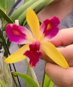 Cattleya Rosiani