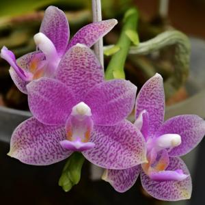 <i>Phalaenopsis</i> Regnbue