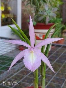 <i>Brassocattleya</i> Luca Orquisan