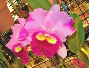 <i>Rhyncholaeliocattleya</i> Last Dream
