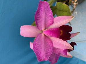 <i>Laeliocattleya</i> Redland
