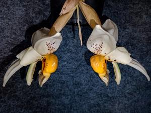 <i>Stanhopea</i> Clara Bella