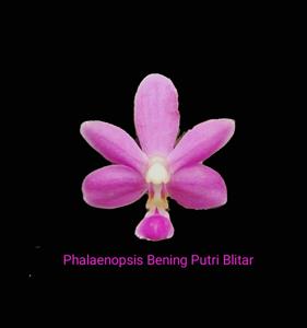 Phalaenopsis Bening Putri Blitar