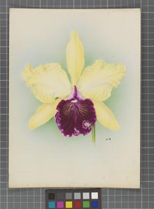 <i>Cattleya</i> Lady Manningham Buller