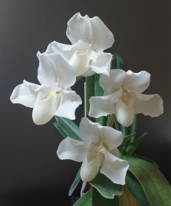 Paphiopedilum White Lady