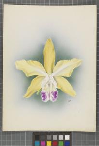 Cattleya Cranstouniae