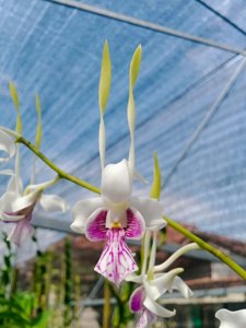 <i>Dendrobium</i> Samarai