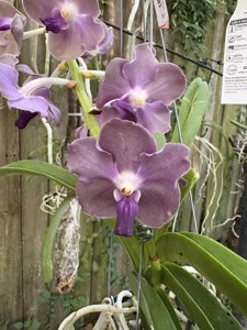 <i>Vandachostylis</i> Tan Thai