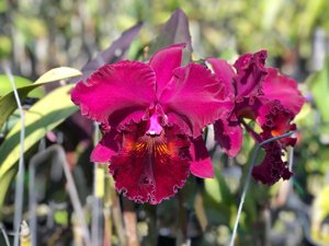 Rhyncholaeliocattleya Shinfong Jumbo