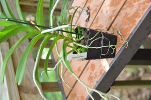 Aranda Chao Praya Sunrise